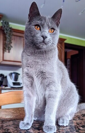 Gatto certosino Luce della Francigena